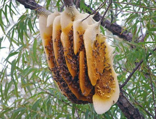 Dựa vào giá thành của mật ong rừng