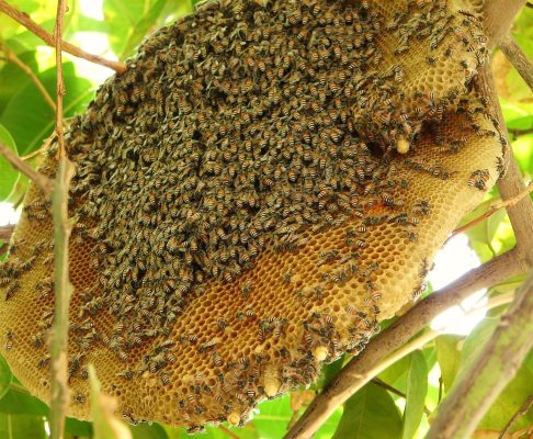 Lưu ý: Hiện nay có rất nhiều nơi bán mật ong với giá rất rẻ vì vậy các bạn cần biết rõ nguồn gốc của mật ong 